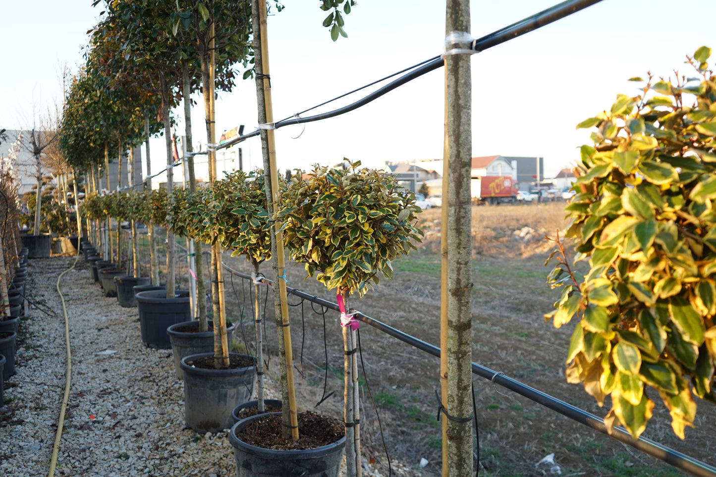 Elaeagnus Ebbingei koke 1/2