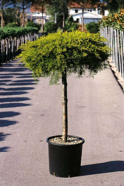 Juniperus koke 1/2