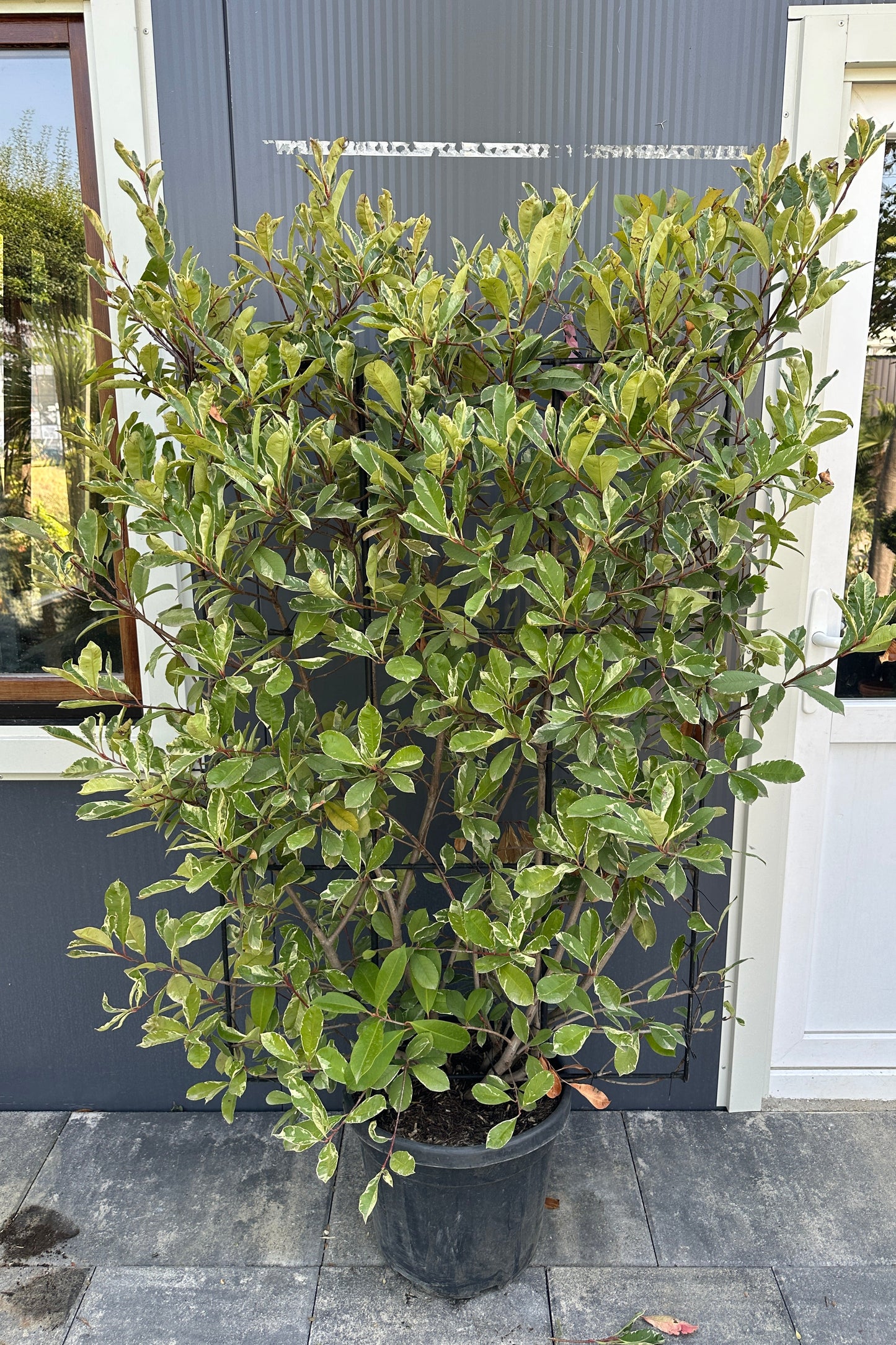Photinia fras. Red Marble