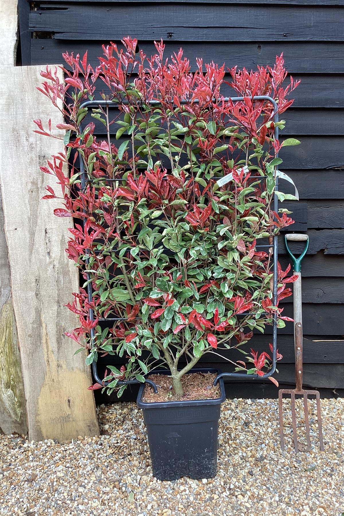 Photinia fras. Red Marble
