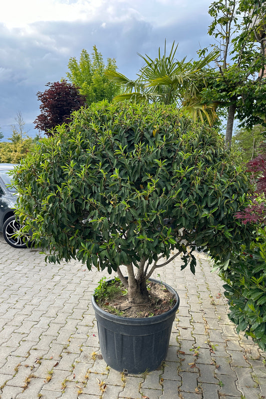Prunus Lusticanica