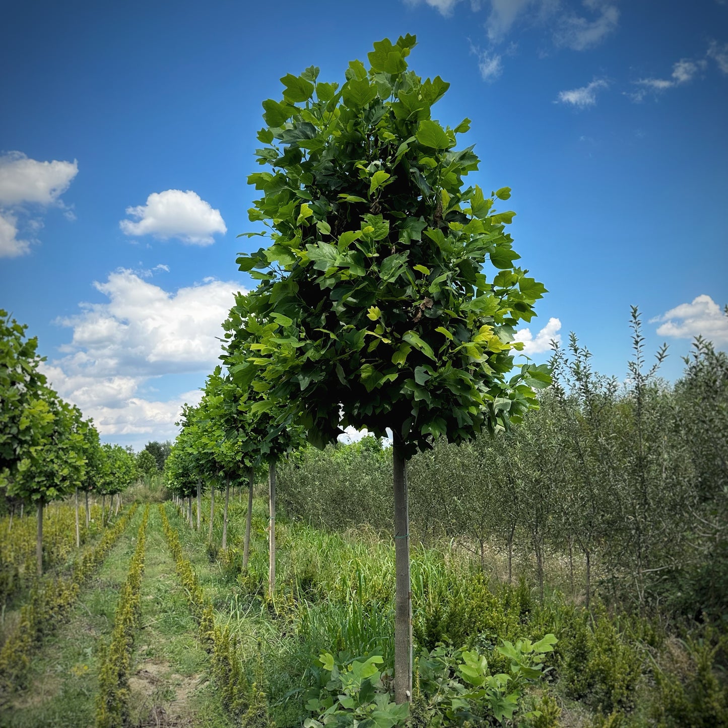 Liriodendron Tulipifera