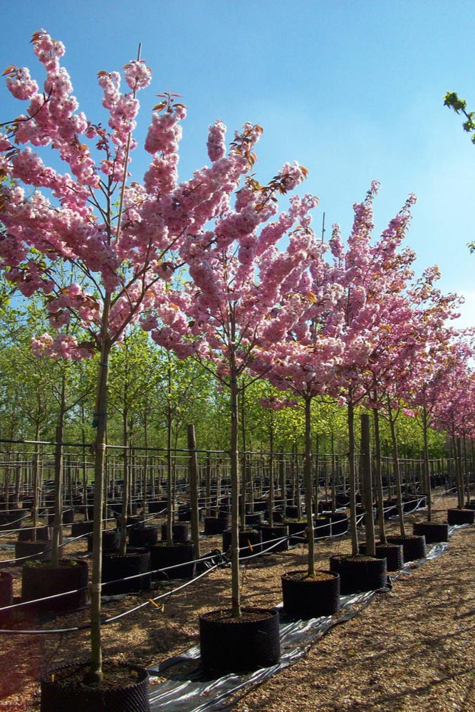 Prunus Kanzan