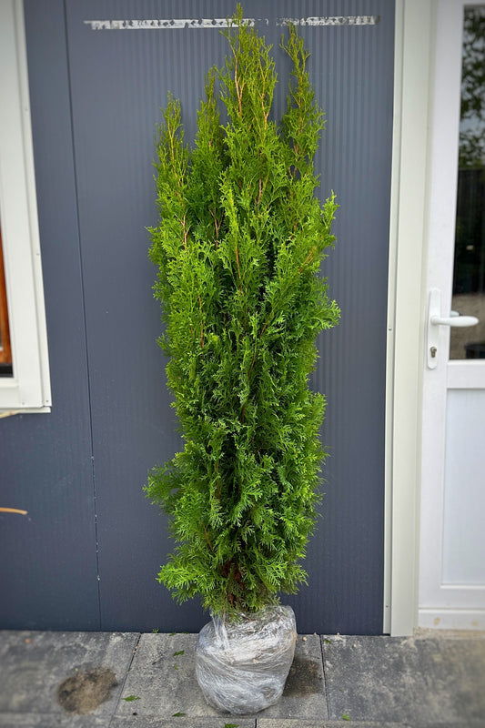 Thuja occ. BRABANT