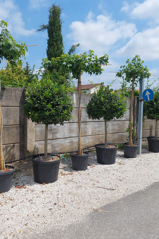 Ilex much. Nellie Stevens Koke 1/2