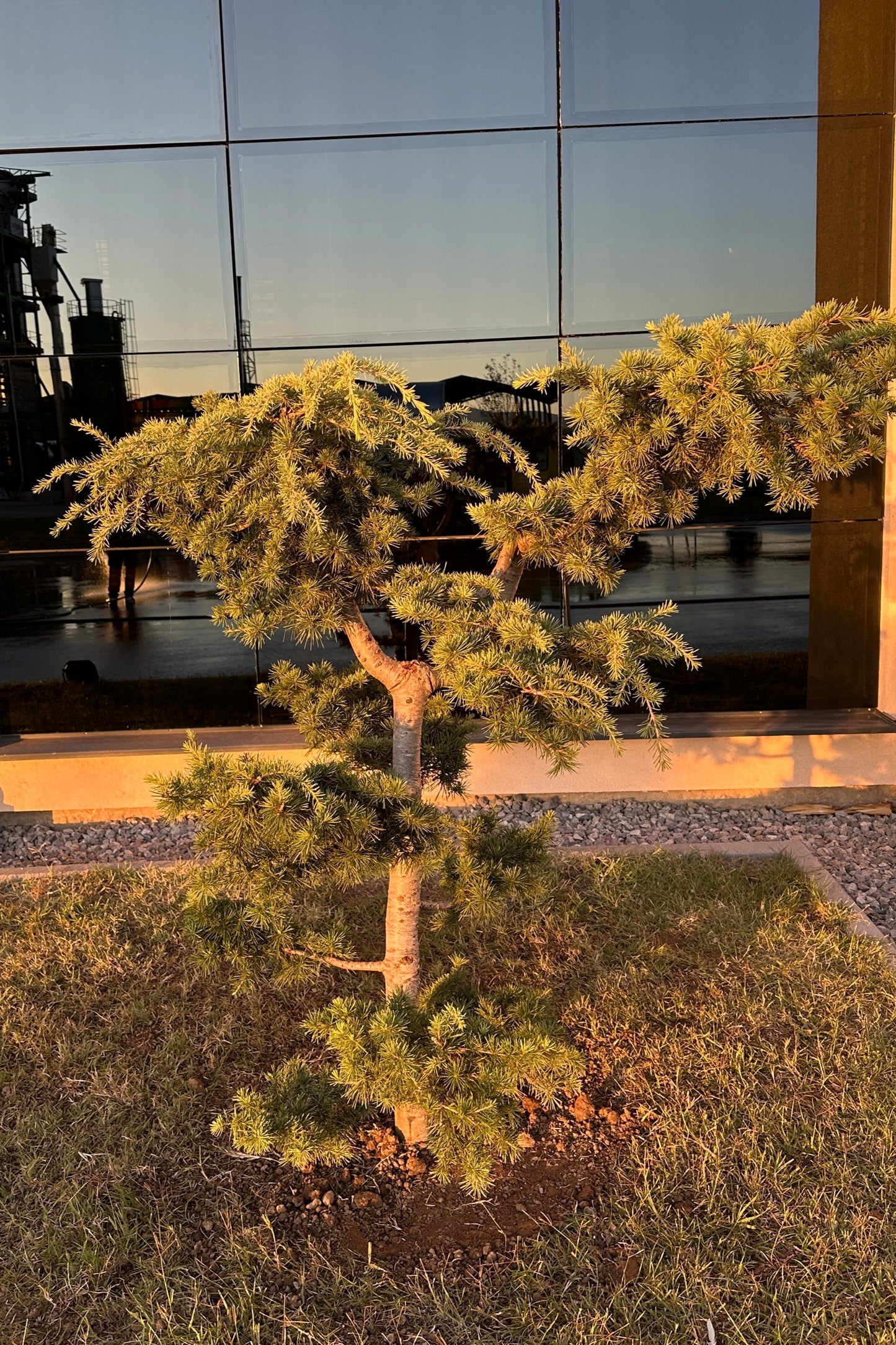 Cedrus Deodara Bonsai