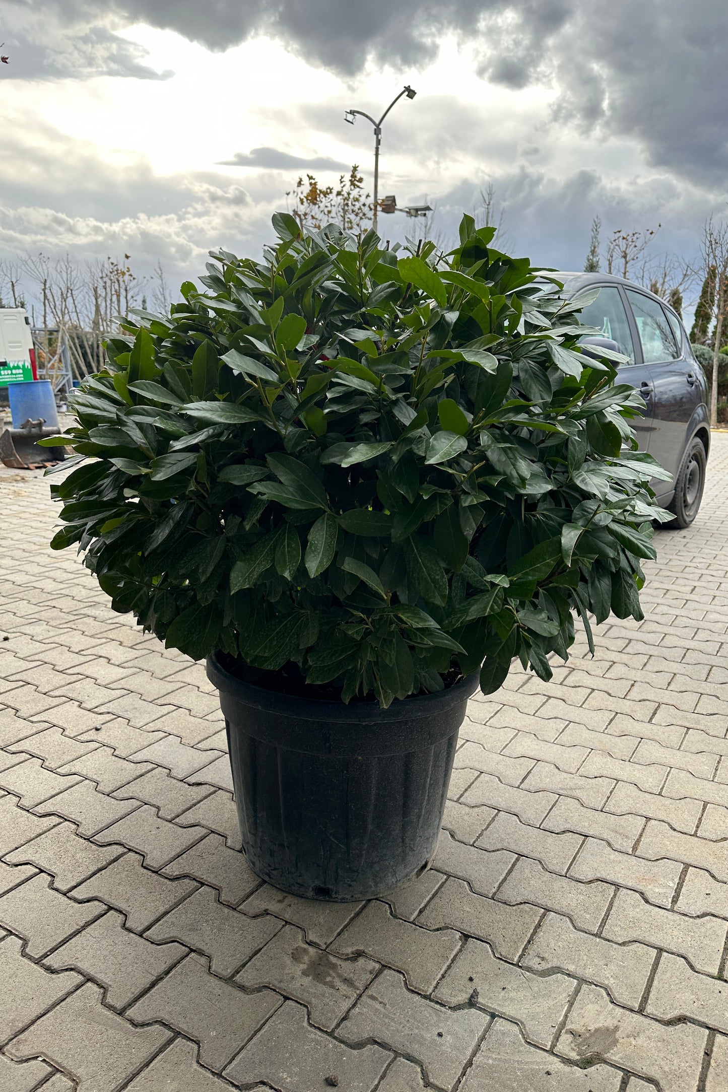 Prunus lauracerasus (KISHLLOBAR) TOP