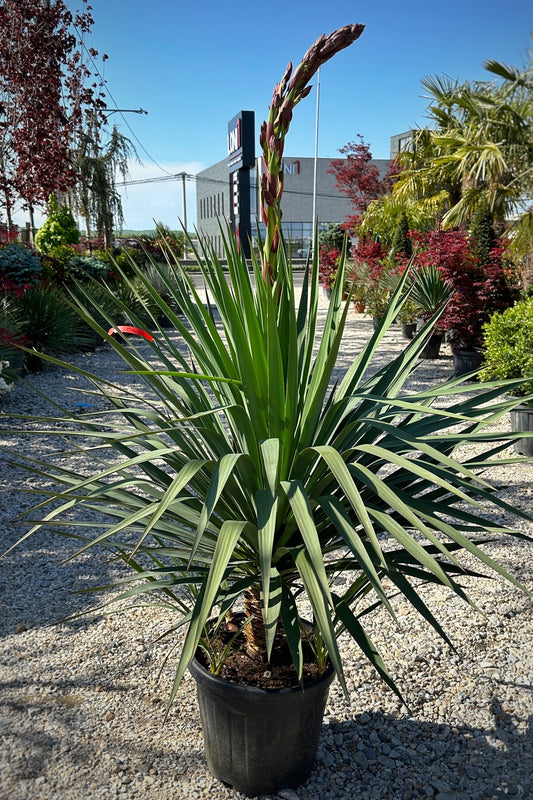 Palma - Yucca Gloriosa