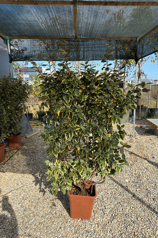 Eleagnus Spailer
