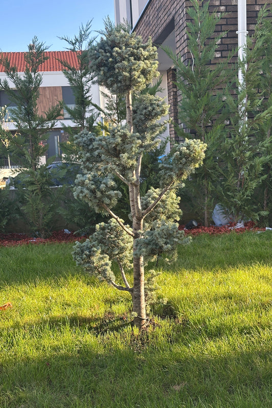 Picea Pungens Pompon