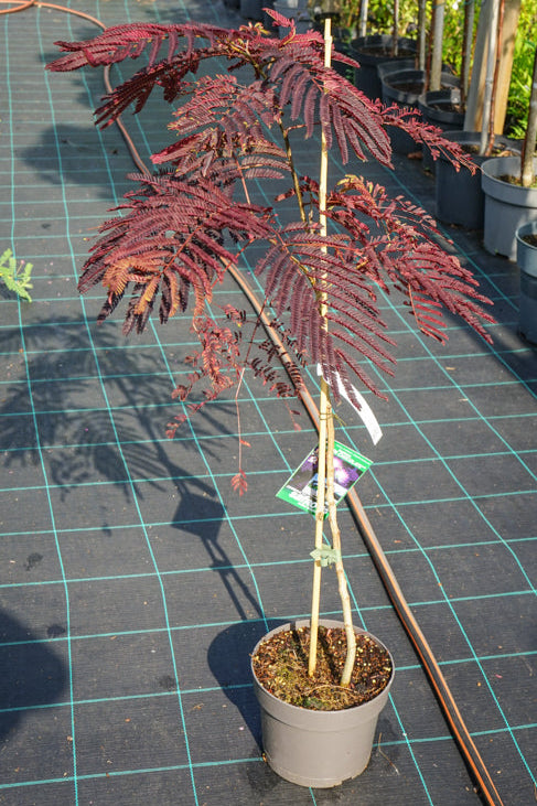 A potted Albizia Summer Chocolate tree with red and purple foliage displayed on a grid floor, likely intended for landscaping or urban greening.