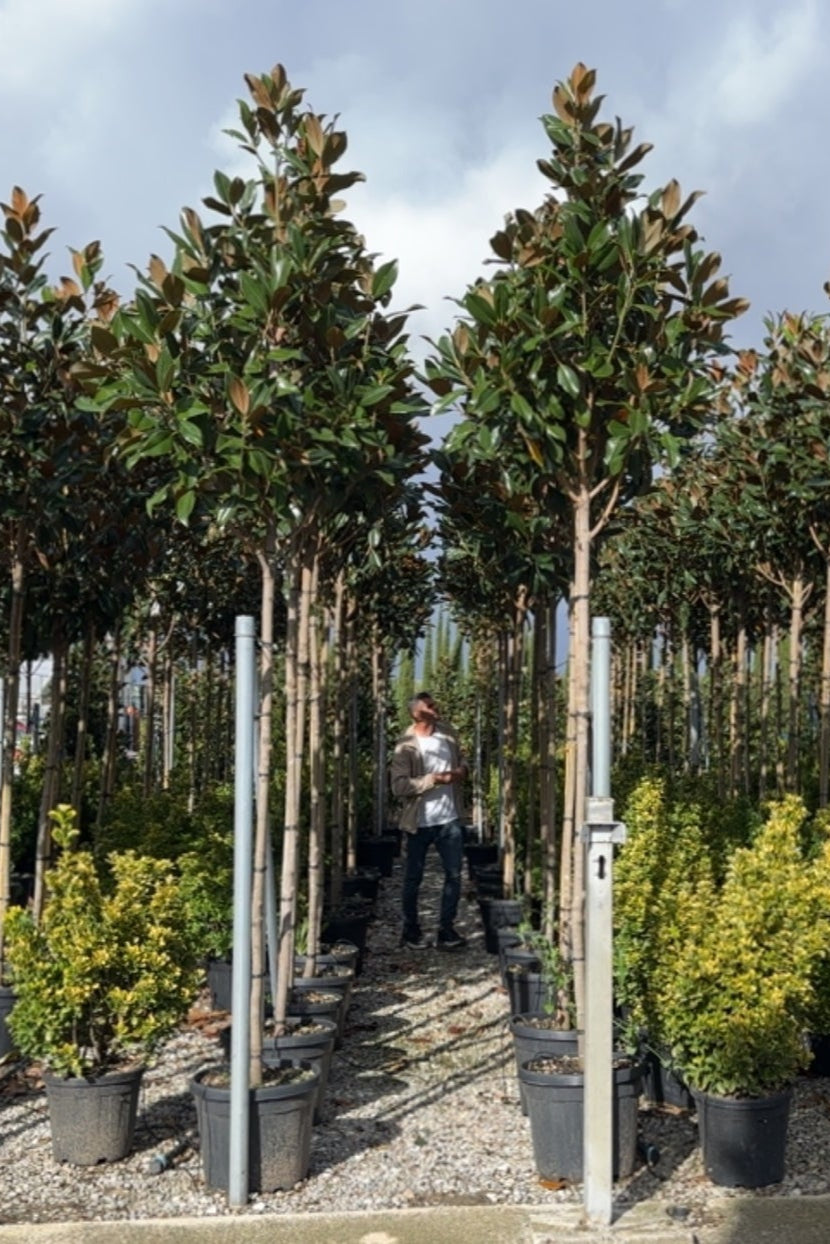 Magnolia Grandiflora