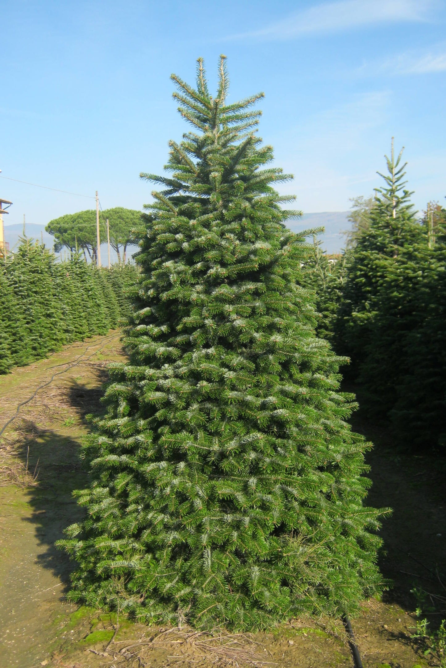 Bredh Abies Normandiana