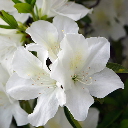 Azalea Johana