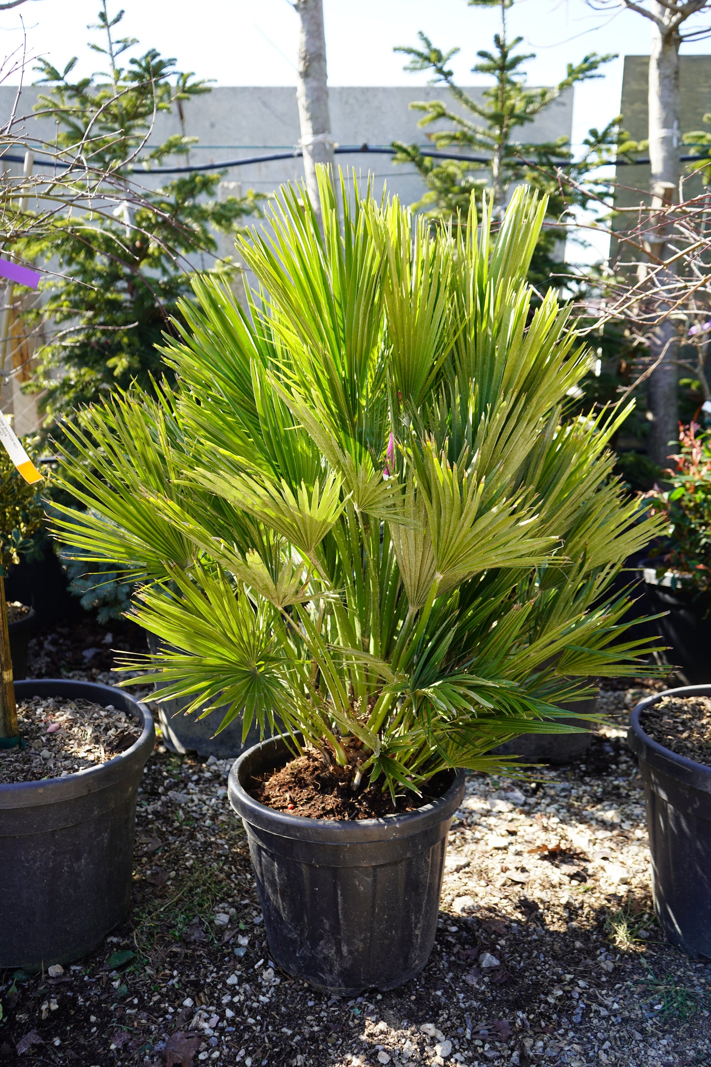 Palma Chamerops Humilis Compatta