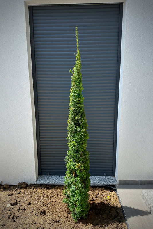 Taxus bacc. Fastigiata