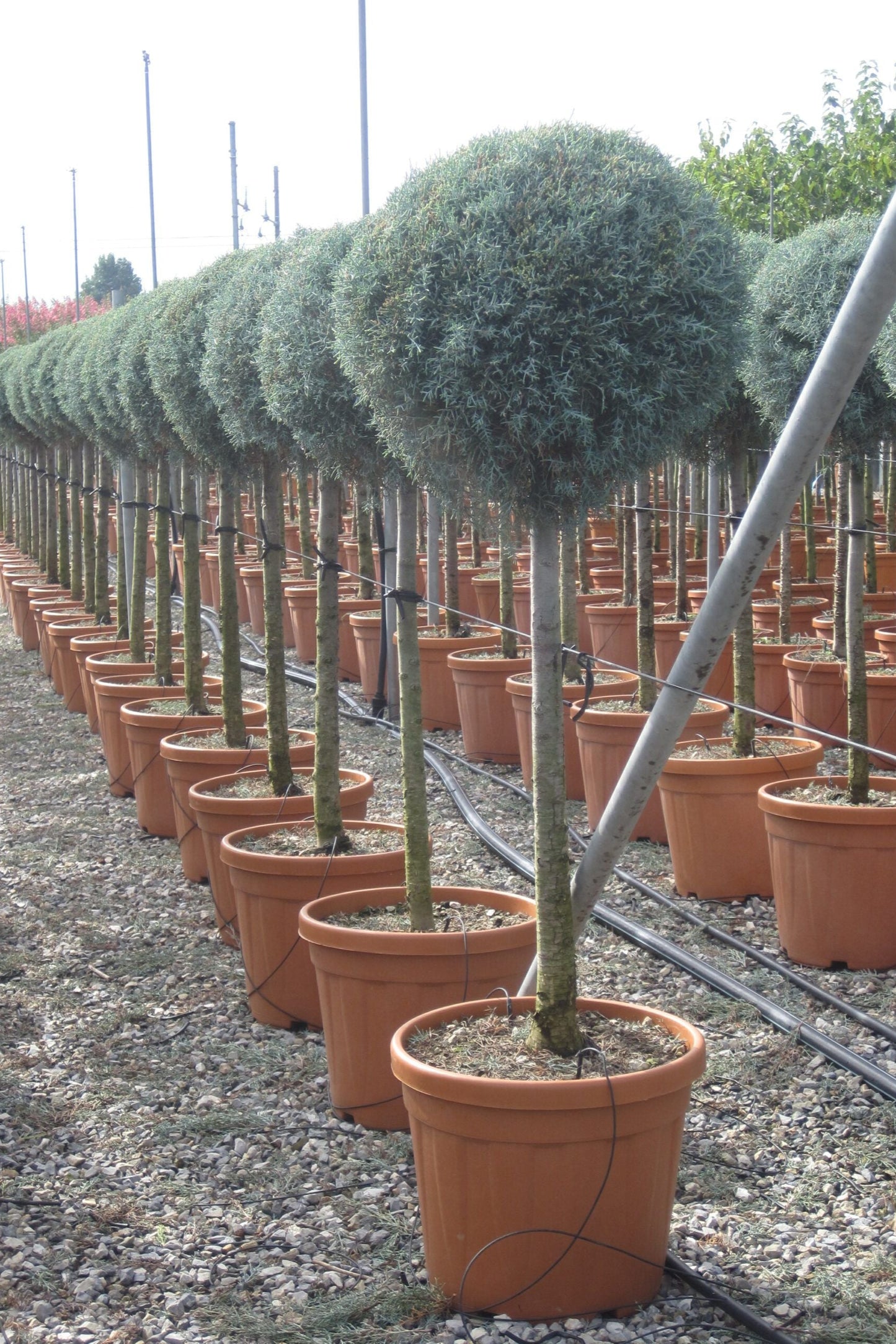 Cypressus Arizonica Koke 1/2