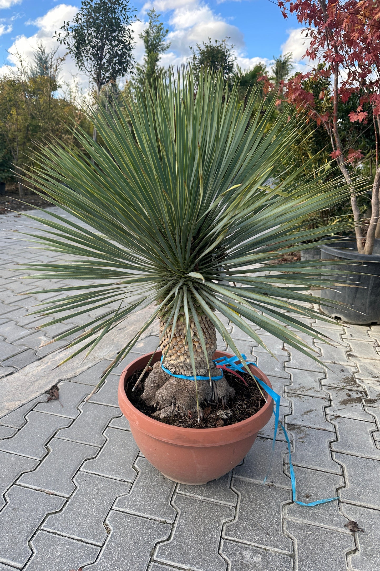 Palma - Yucca Rostrata