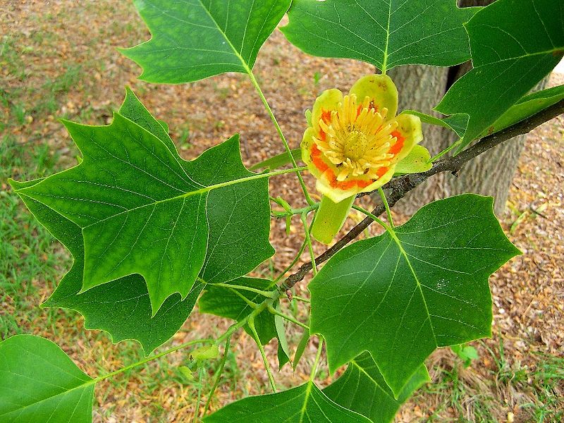 Liriodendron Tulipifera