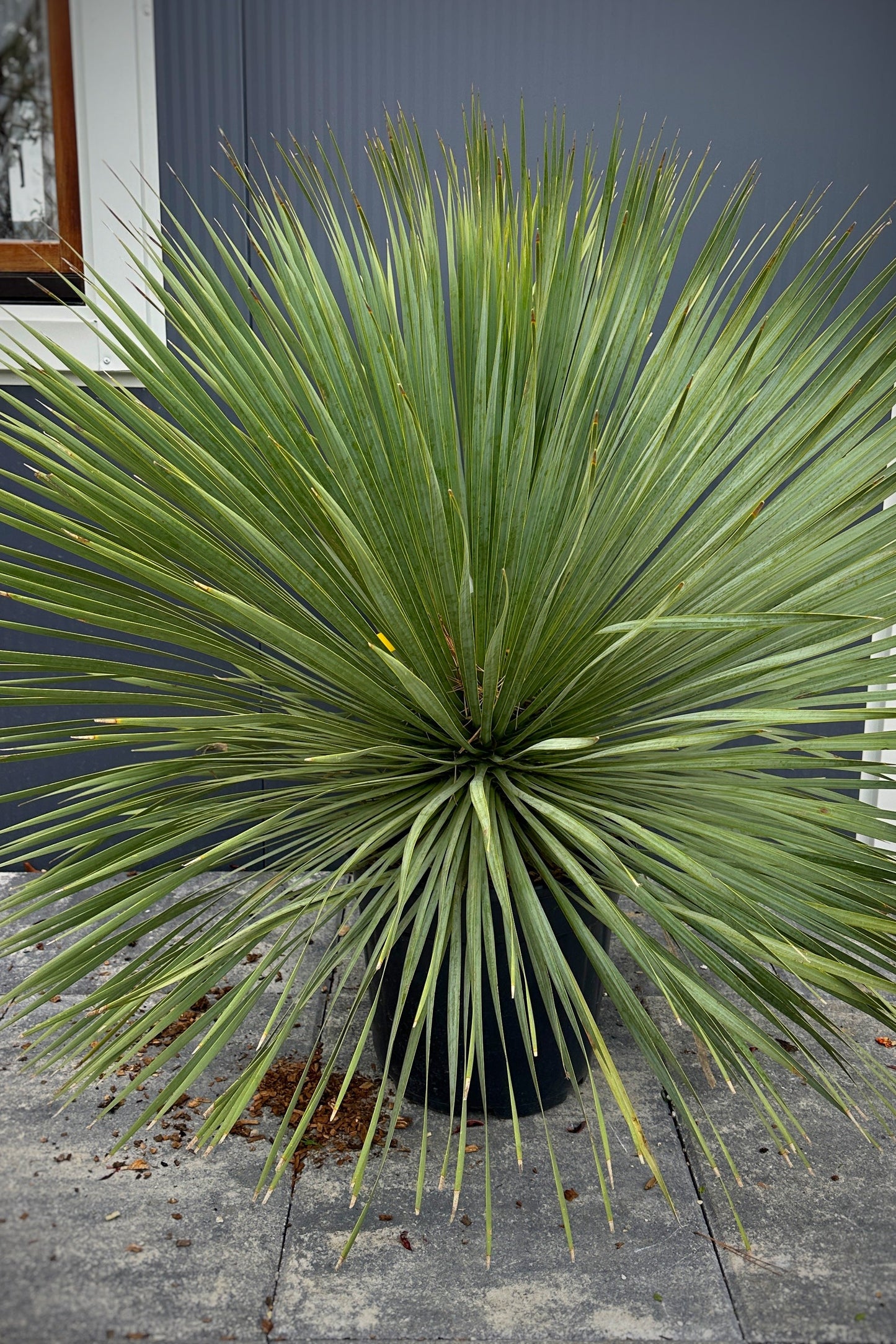 Palma - Yucca Rostrata