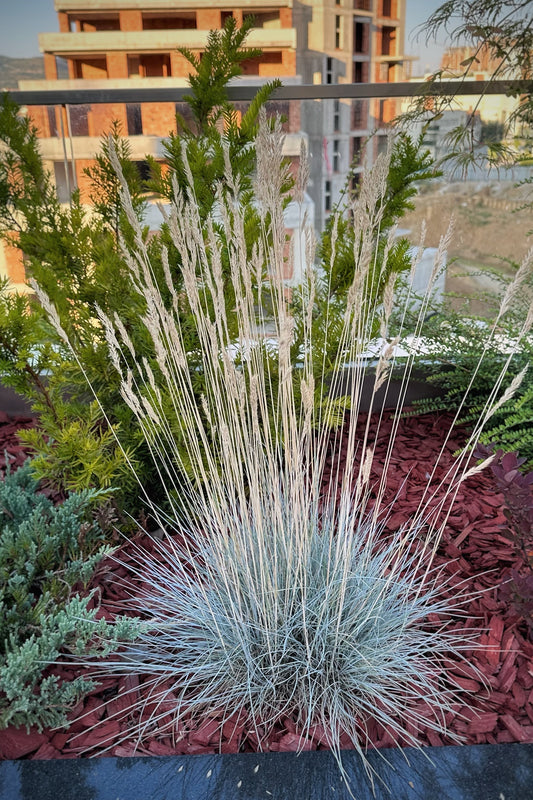 Festuca Glauca