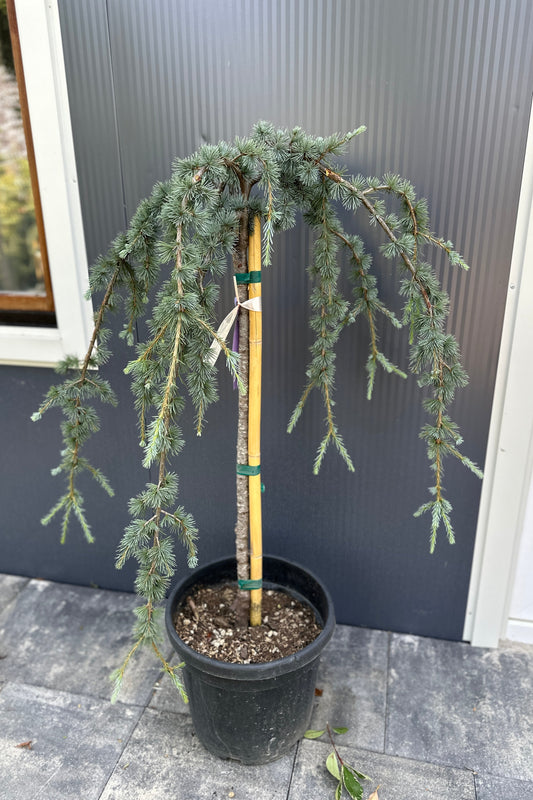 Cedrus Deudara Pendula 1/2