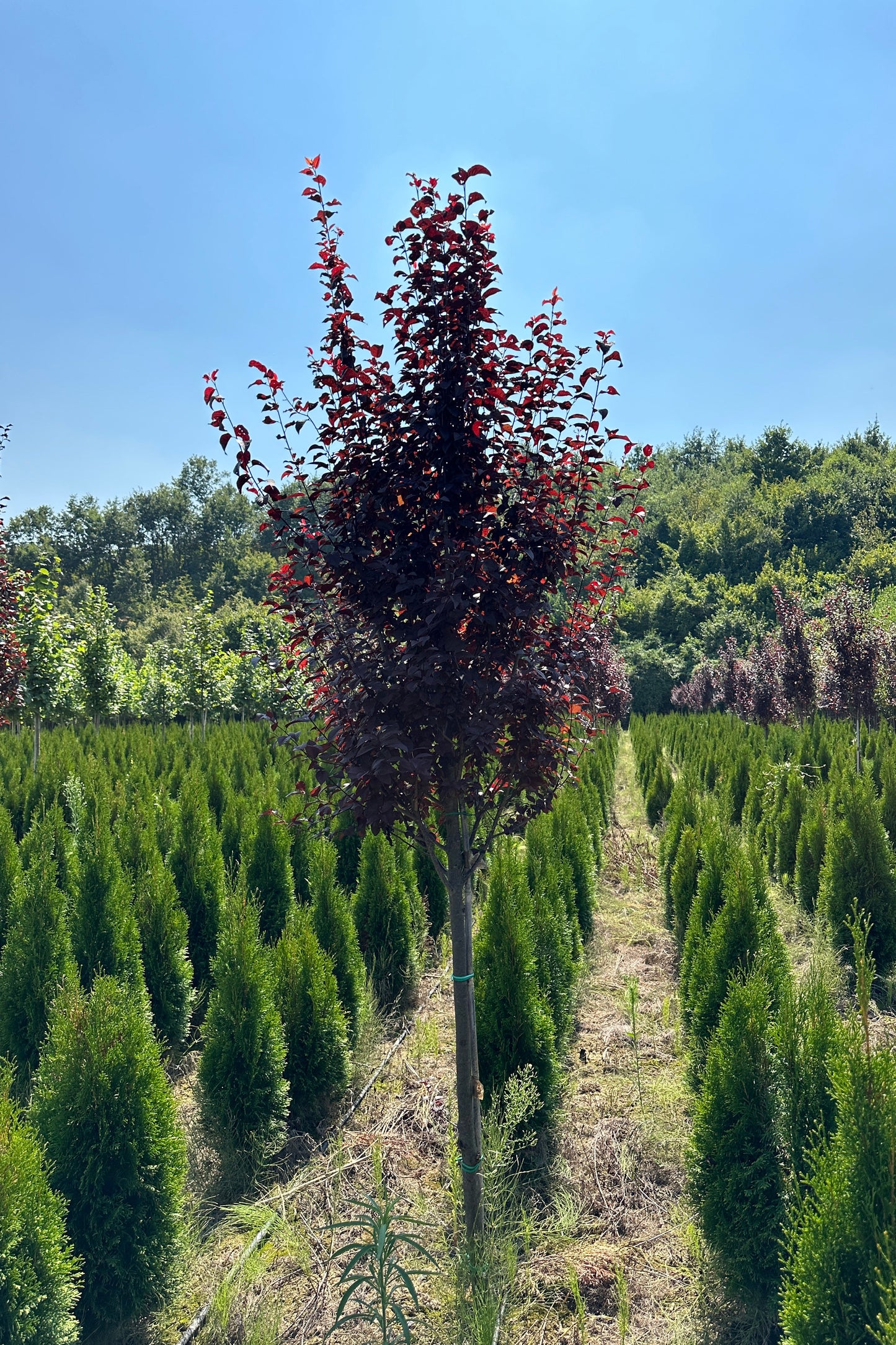 Prunus Pissardi