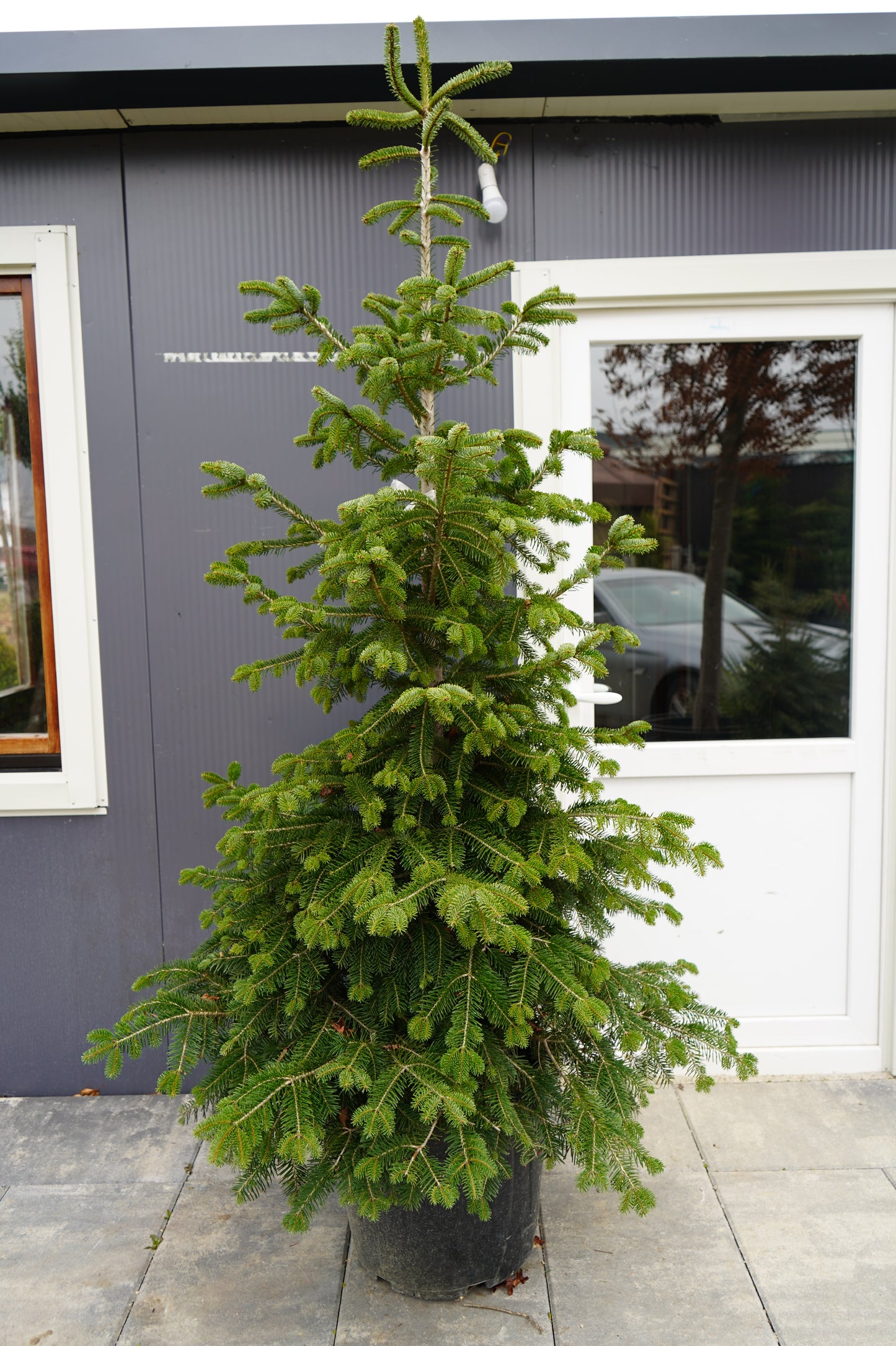 Bredh - Abies Normandiana