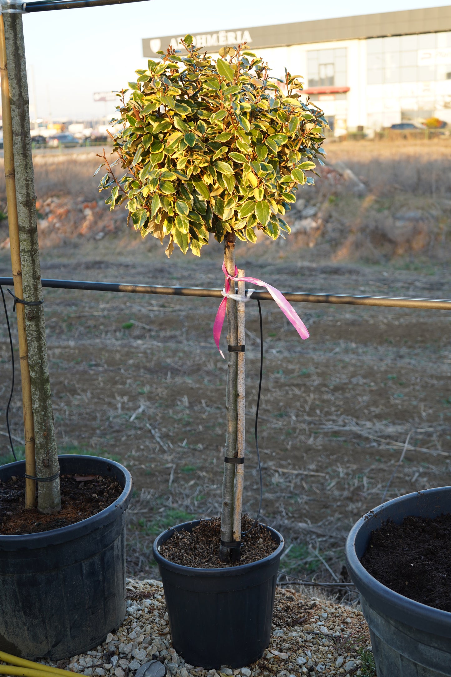Elaeagnus Ebbingei koke 1/2