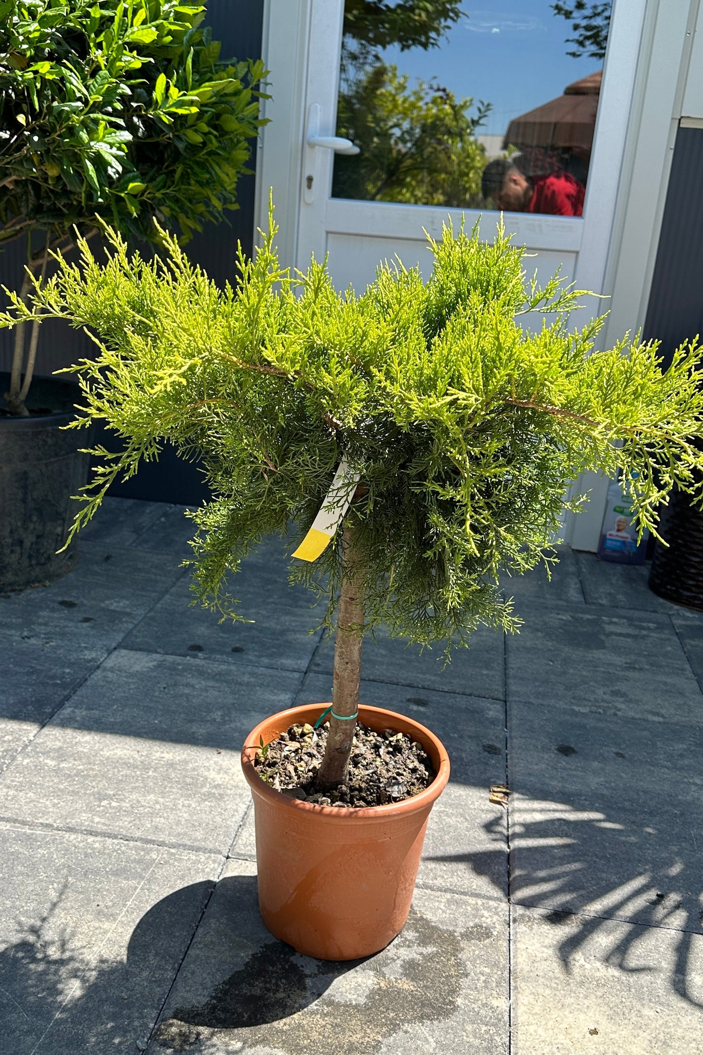 Juniperus Koke 1/4