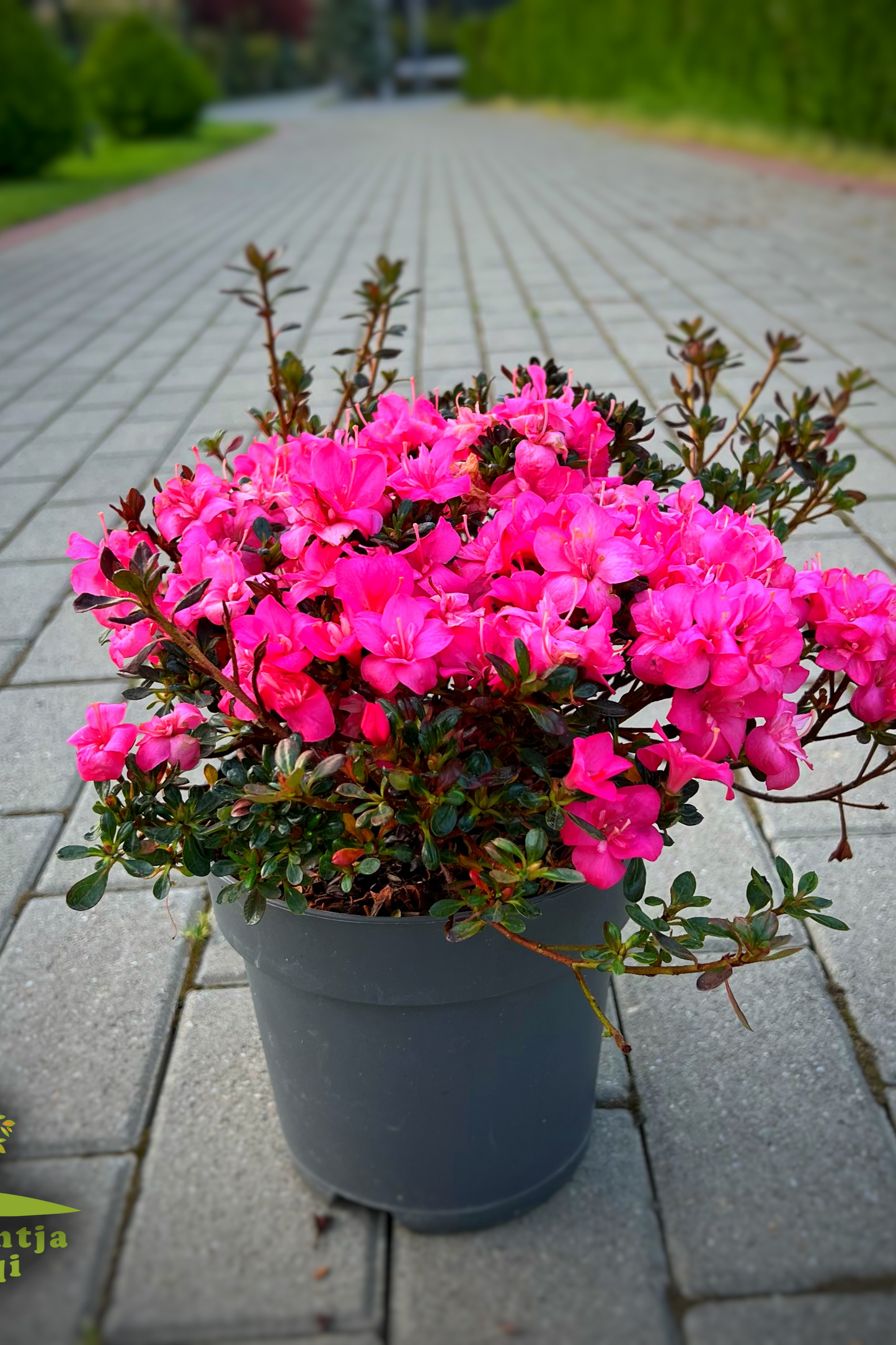 Azalea