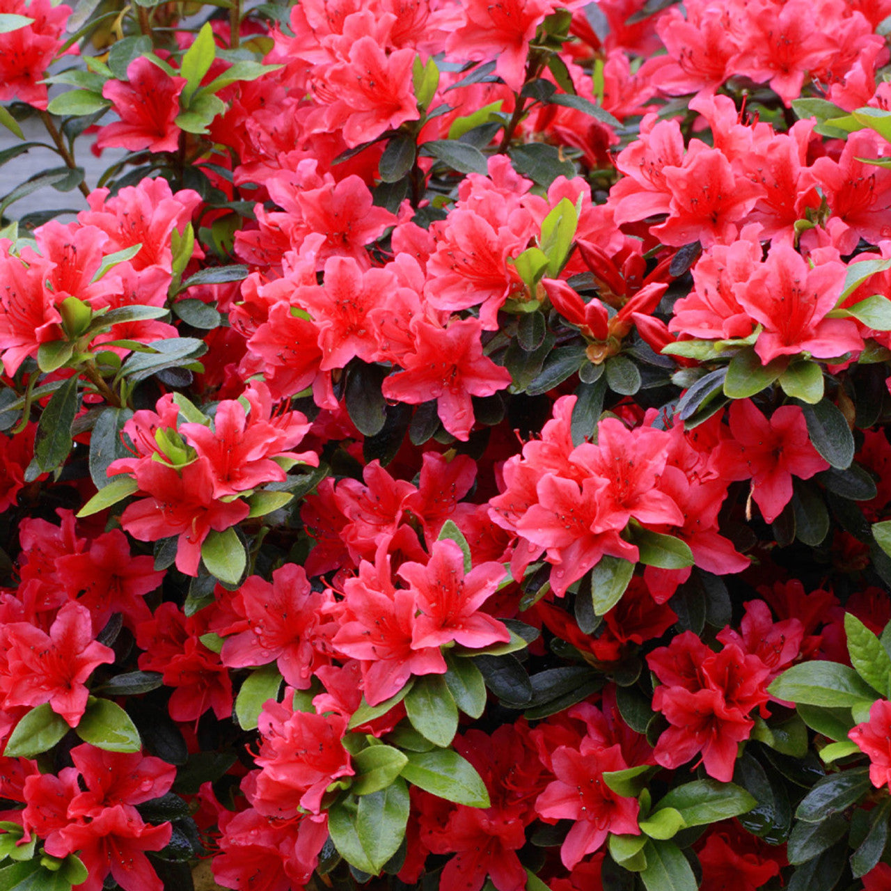 Azalea Johana