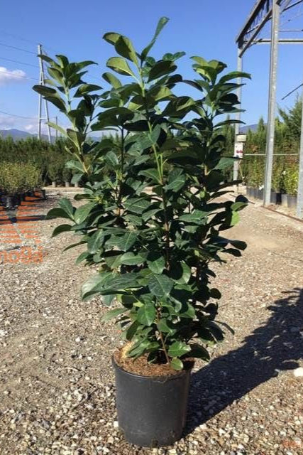 Prunus Lauracerasus KISHLLOBAR