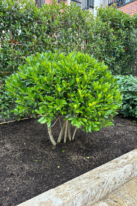 Ilex much. Nellie Stevens Multistem