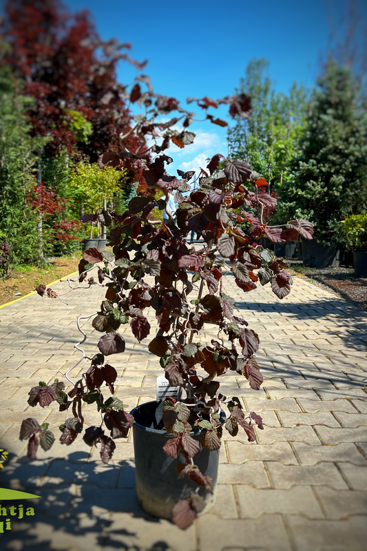 Corylus