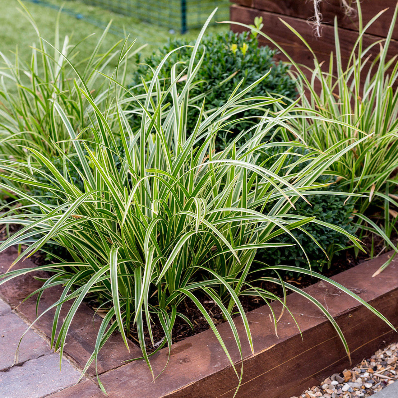 Carex Morrowii ‘Aureovariegata’
