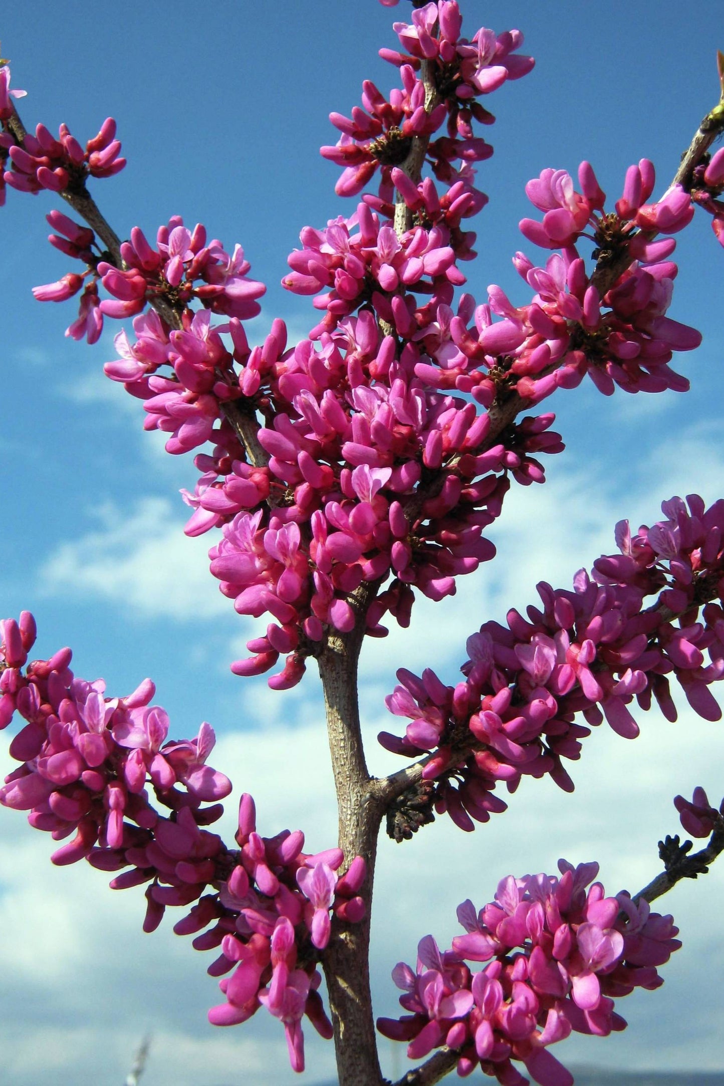 Bima e Jetes - Cercis chinensis ‘Avondale’