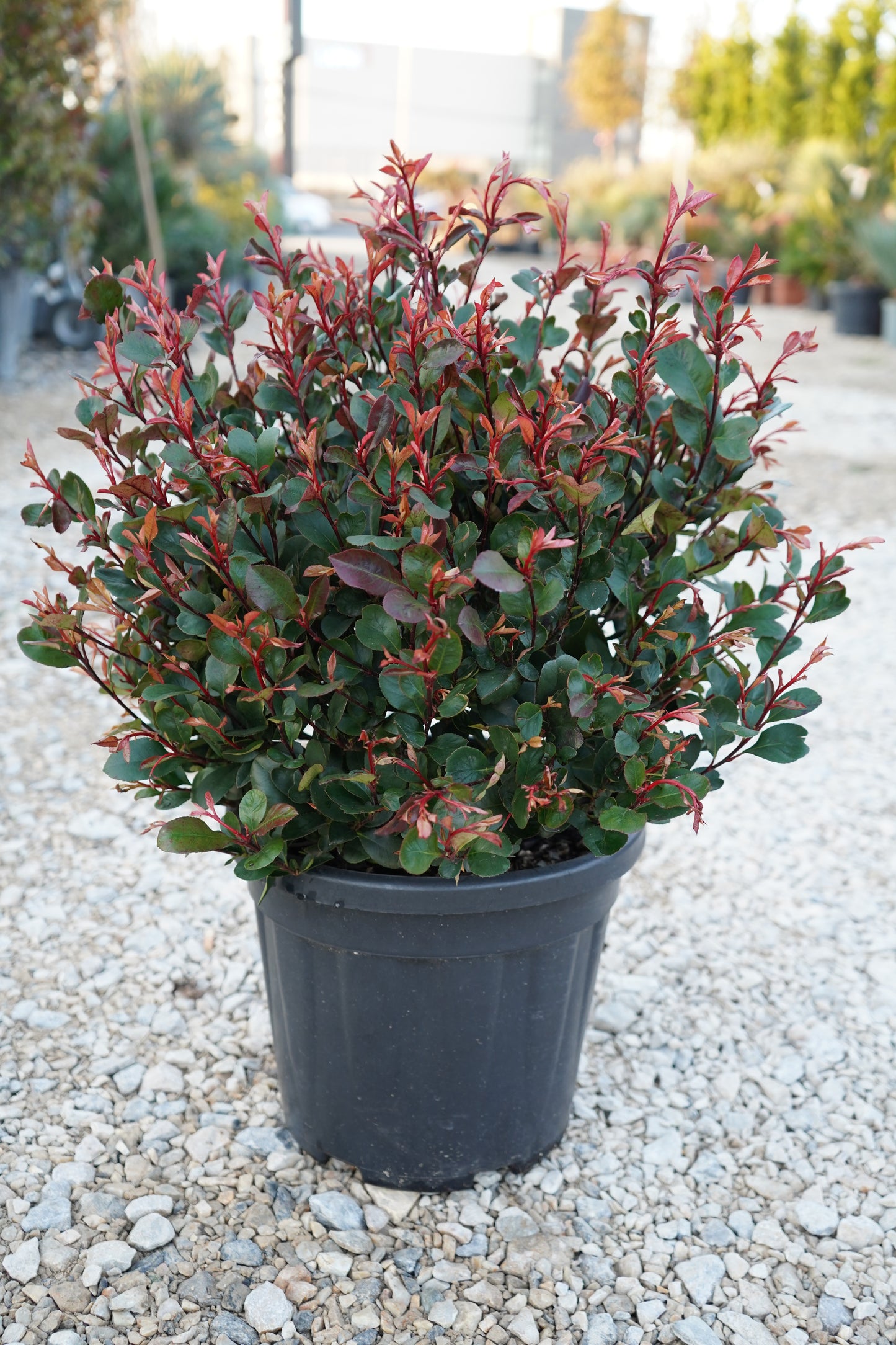 Photinia fraseri Little Red Robin (NANA)