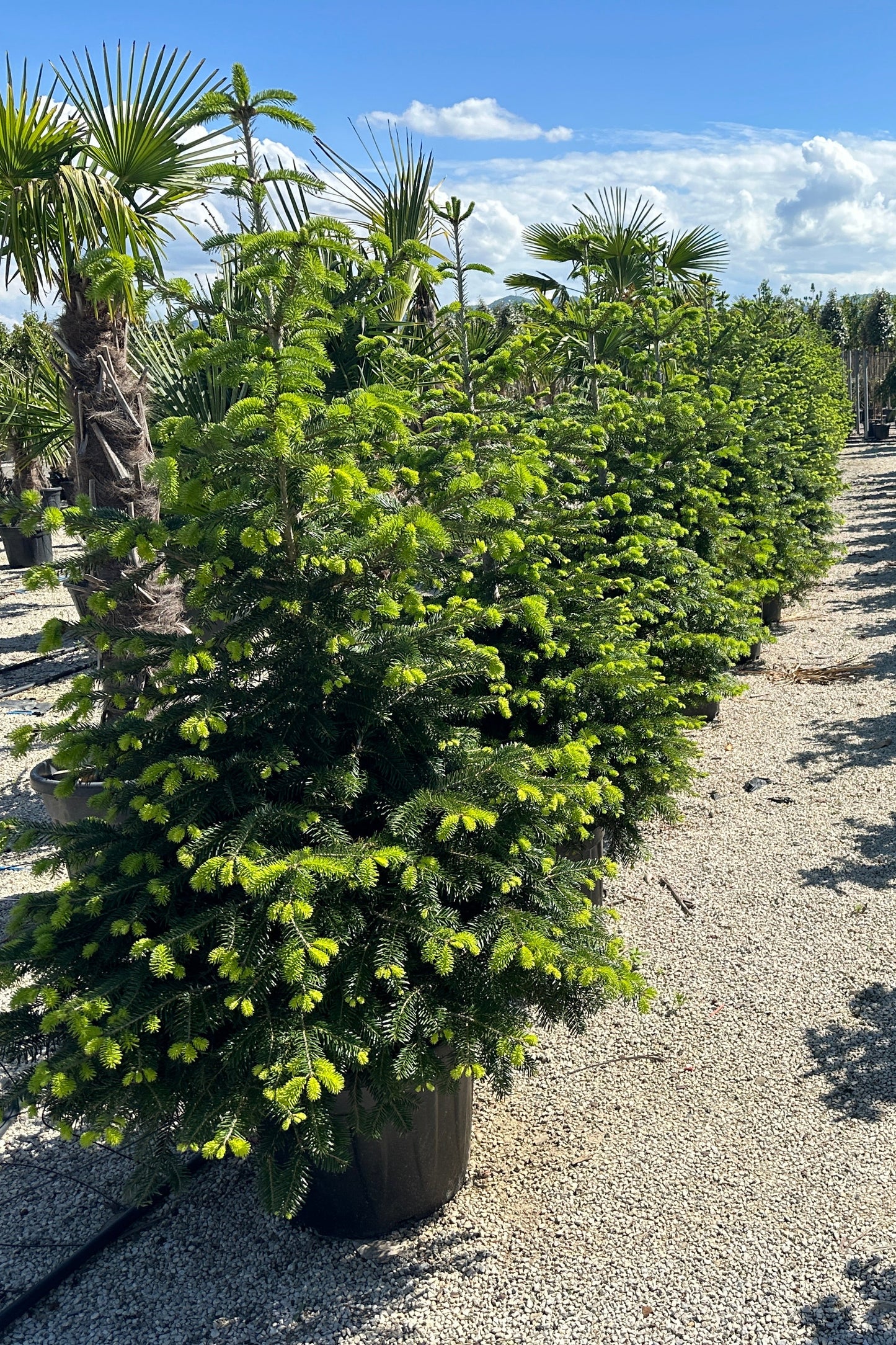 Bredh - Abies Normandiana