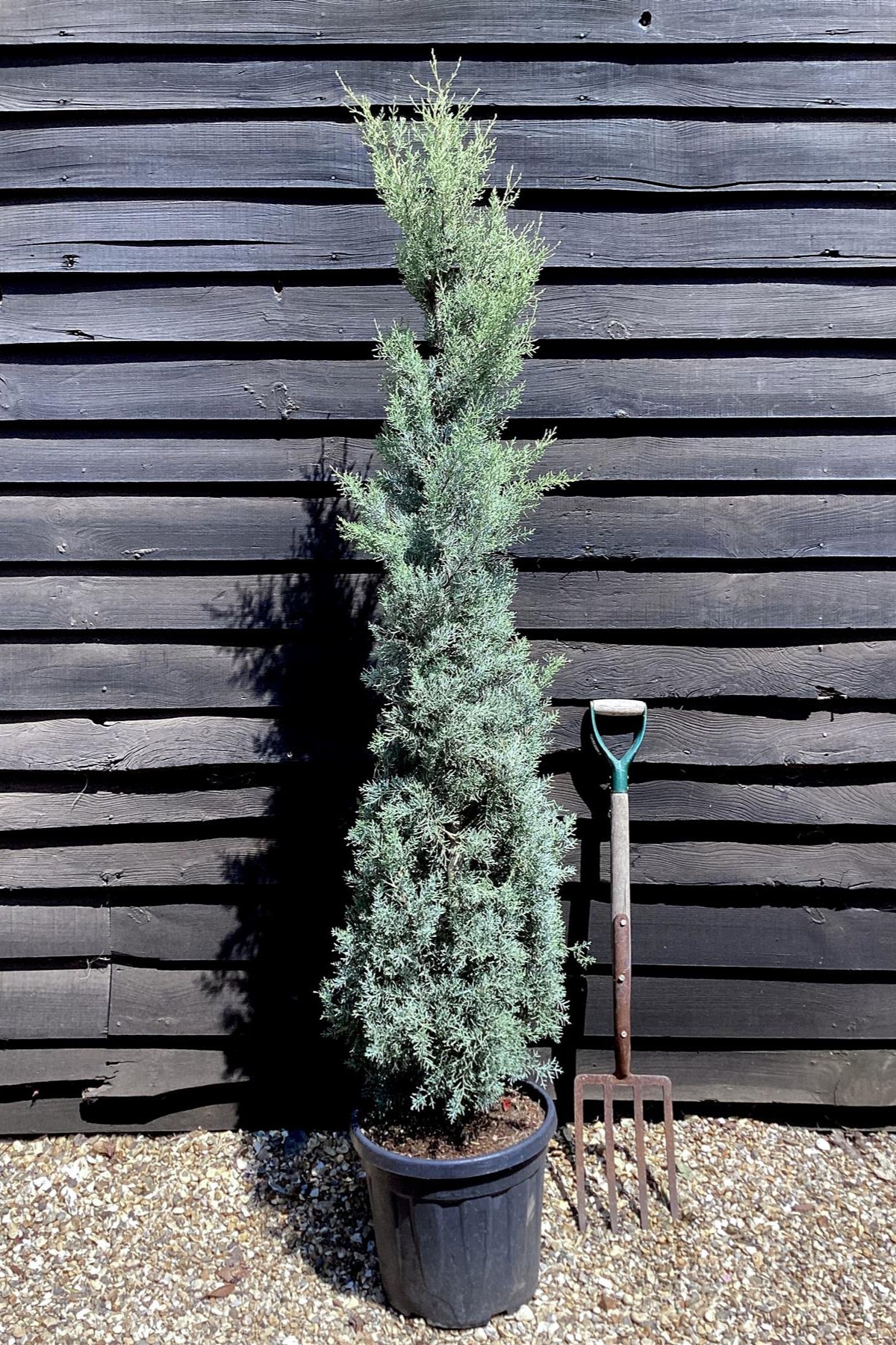 Cypress Arizonica