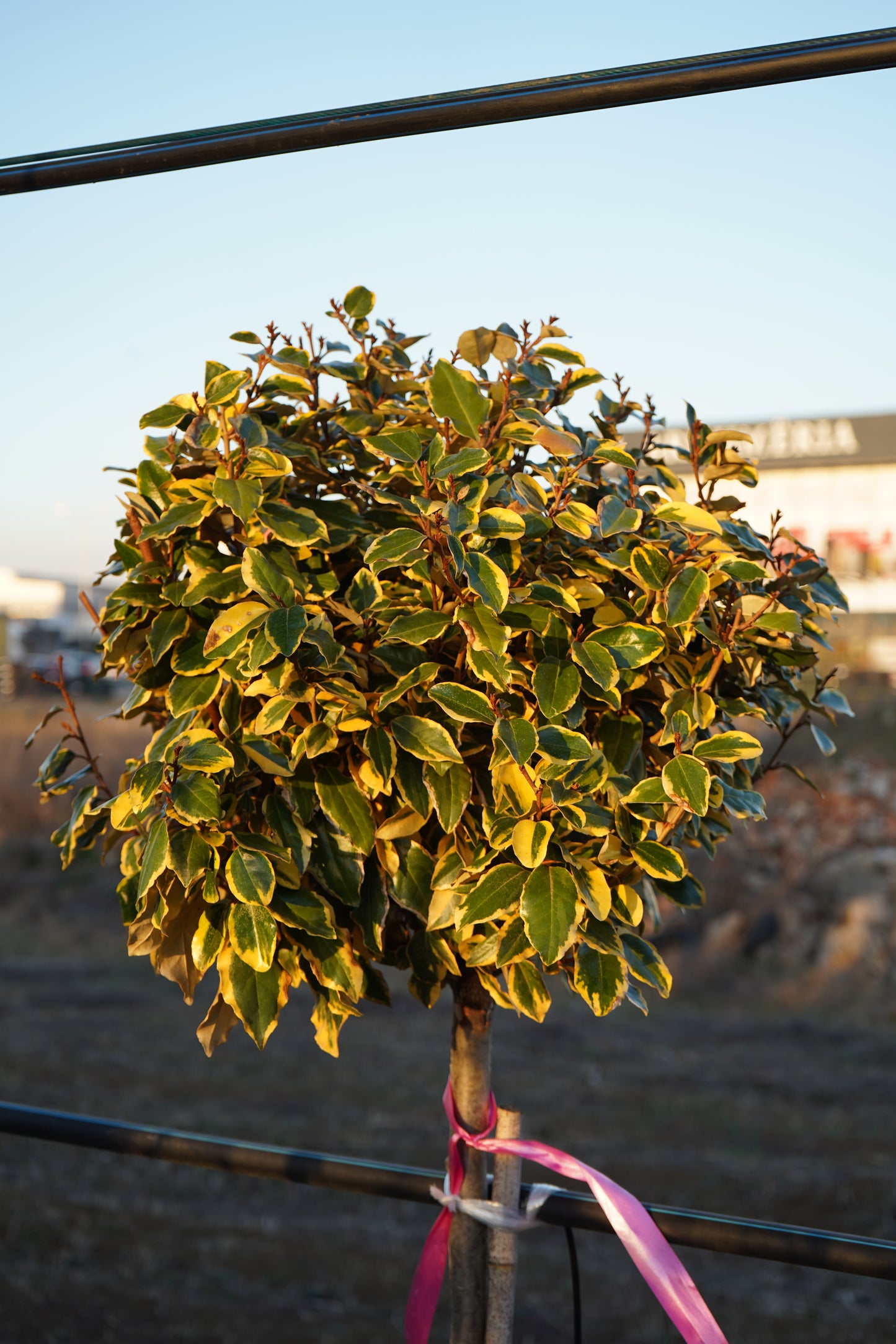 Elaeagnus Ebbingei koke 1/2