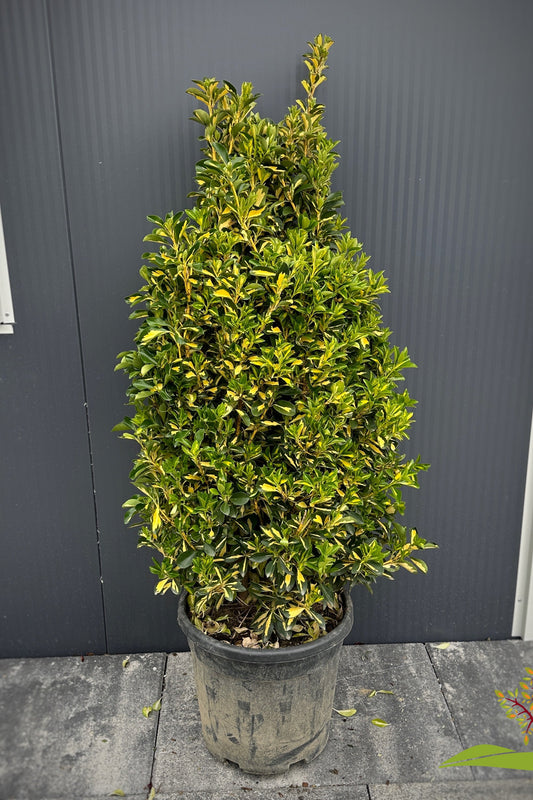 Euonymus