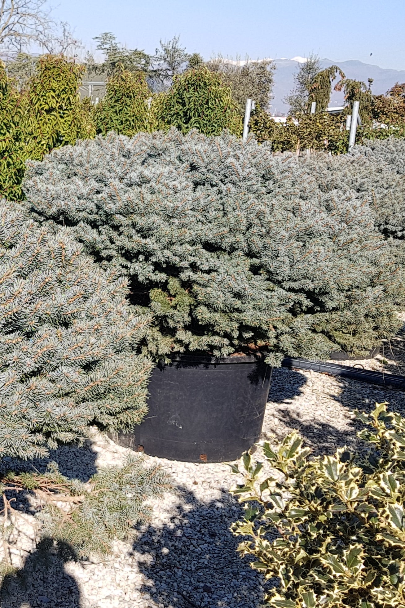 Picea Pungens GLAUCA GLOBOSA
