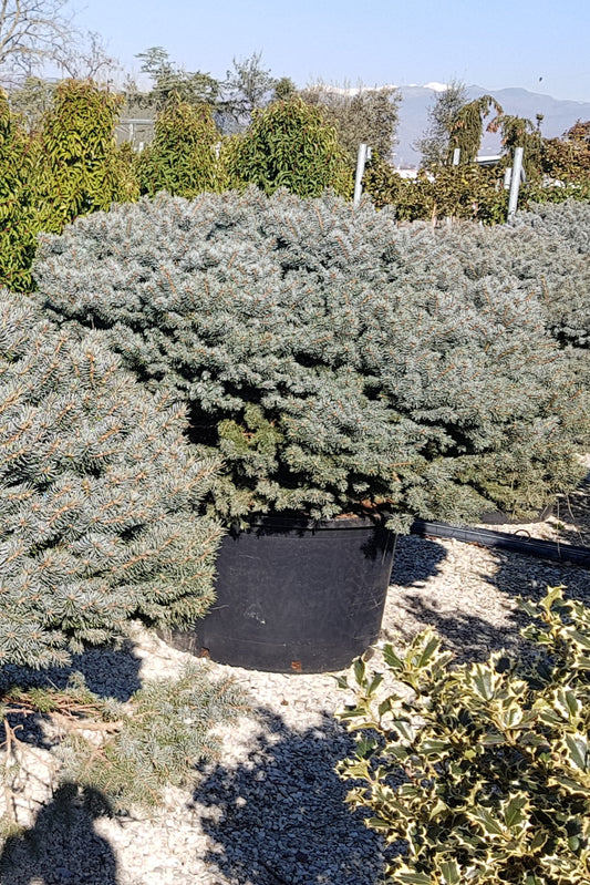 Picea Pungens GLAUCA GLOBOSA