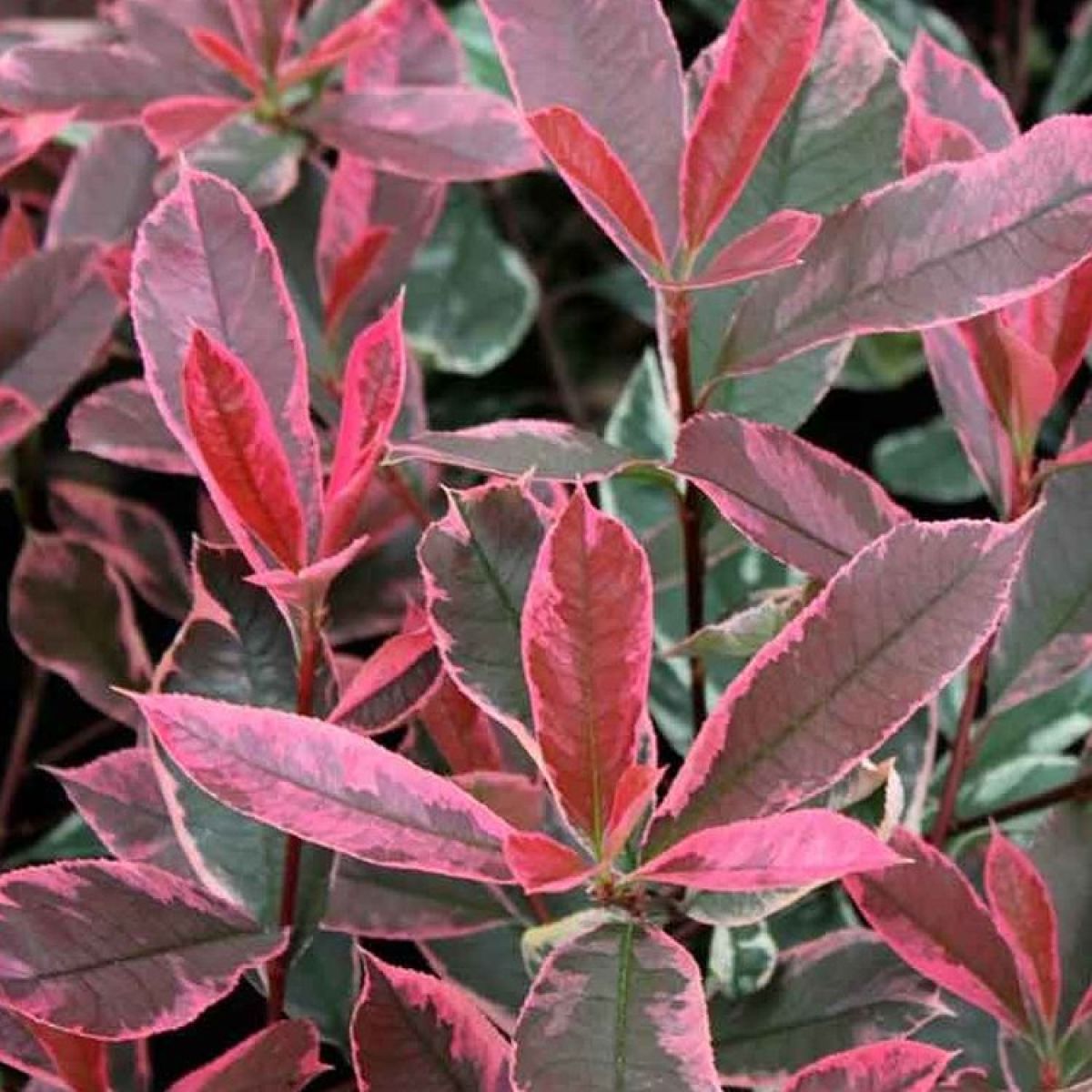 Photinia fras. Red Marble