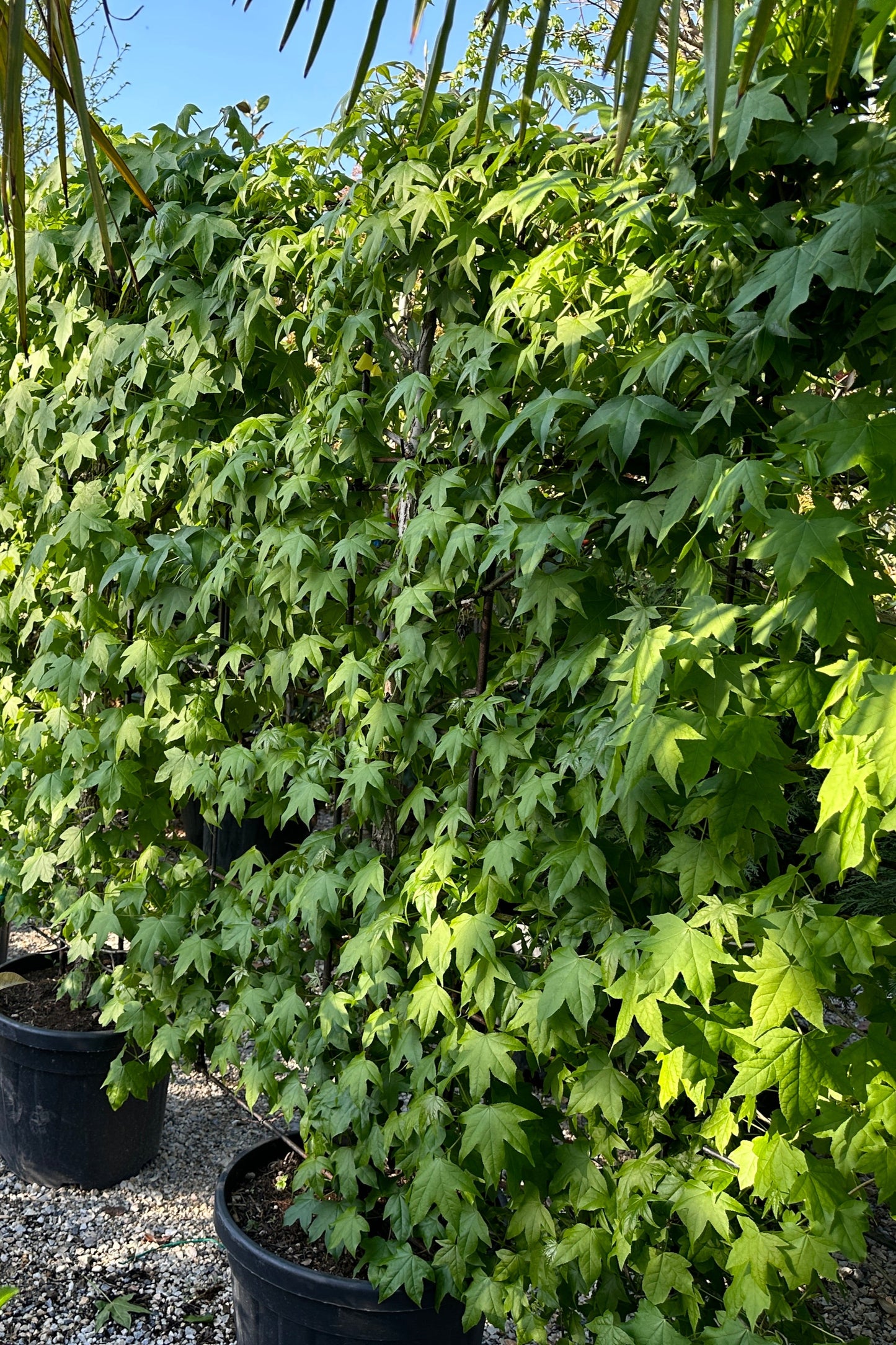 Liquidambar Spailer