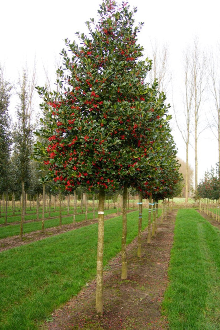 Ilex Nellie R. Stevens