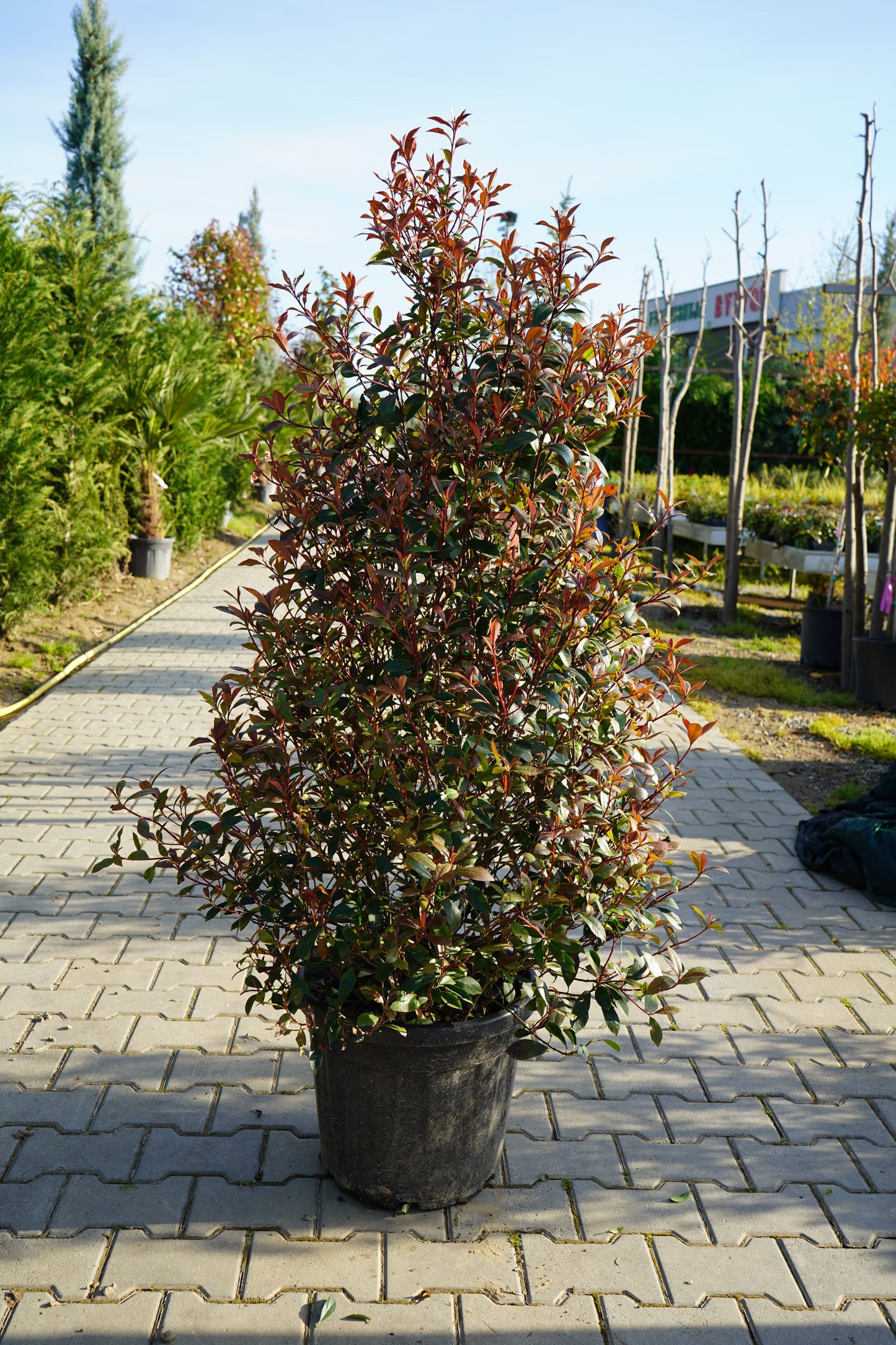 Photinia Compata Piramide