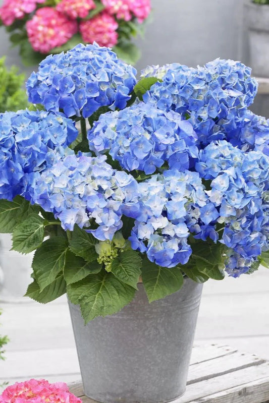 Hydrangea Macrophylla PREMIUM