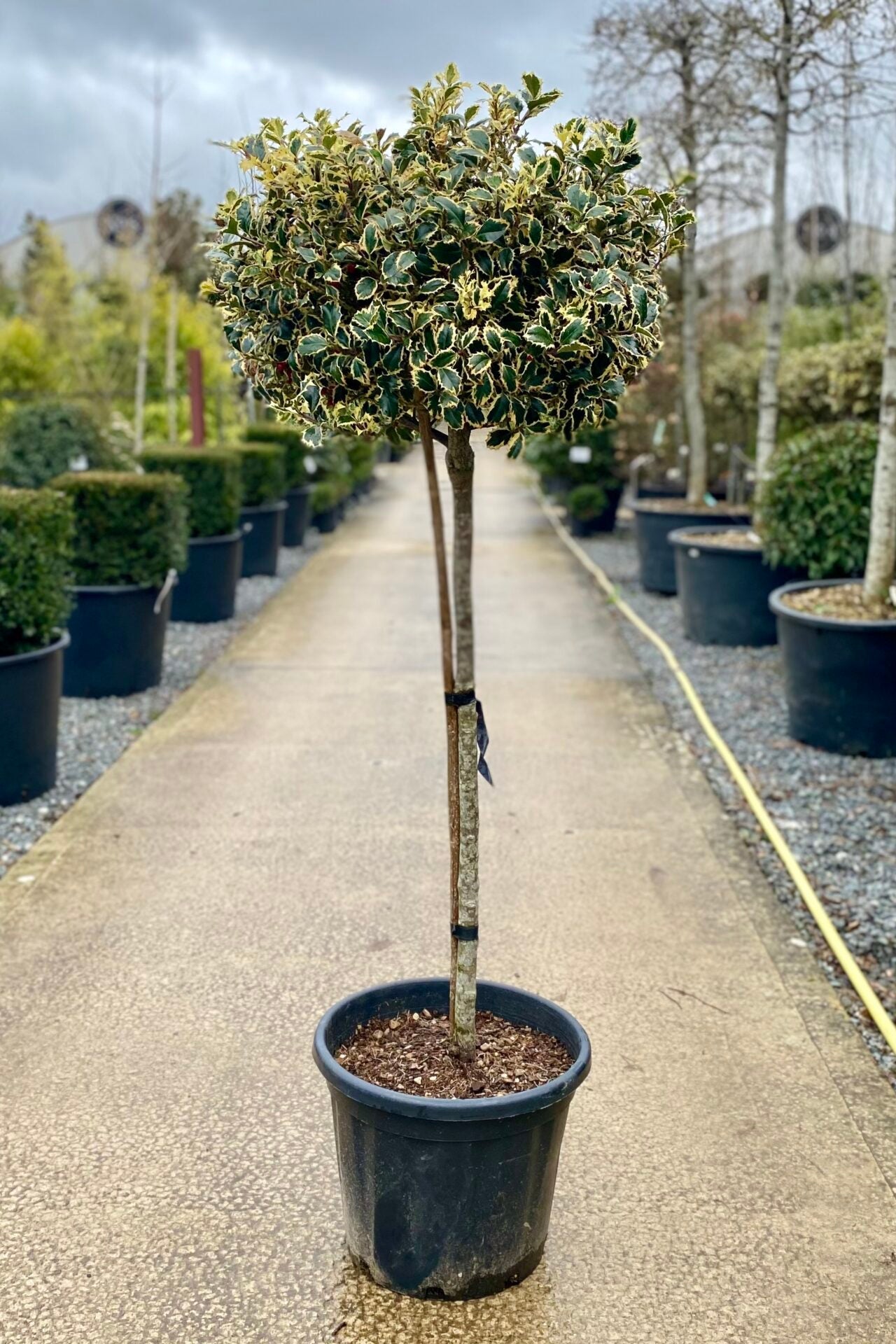 Ilex Aquifolium Argenteomarginata